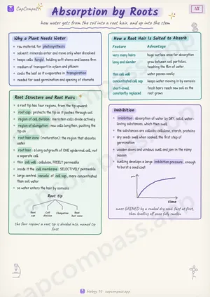 Absorption by Roots revision notes, page 1 of 5