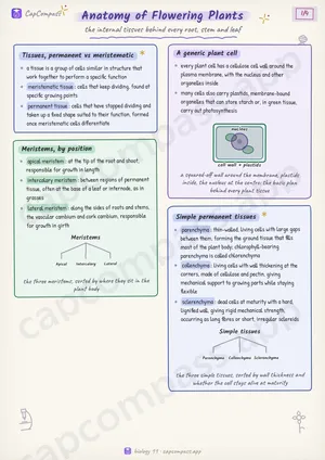 Anatomy of Flowering Plants revision notes, page 1 of 4