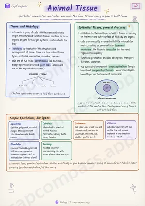 Animal Tissue revision notes, page 1 of 7
