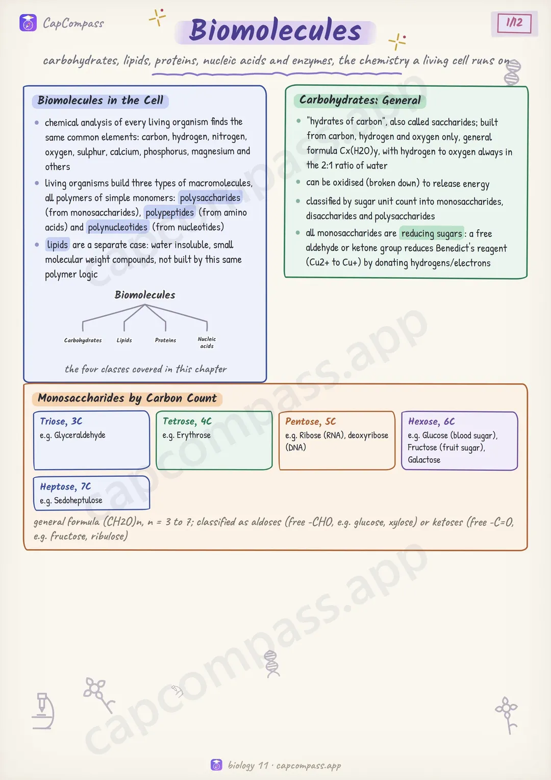 Biomolecules revision notes, page 1 of 12