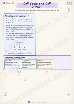 Cell Cycle and Cell Division revision notes, page 1 of 4