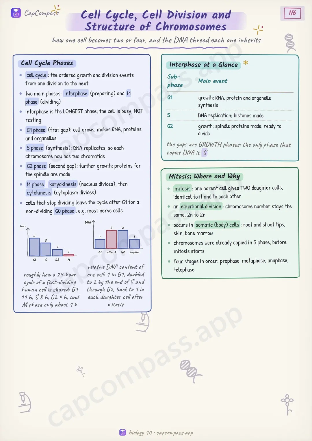 Cell Cycle, Cell Division and Structure of Chromosomes revision notes, page 1 of 6