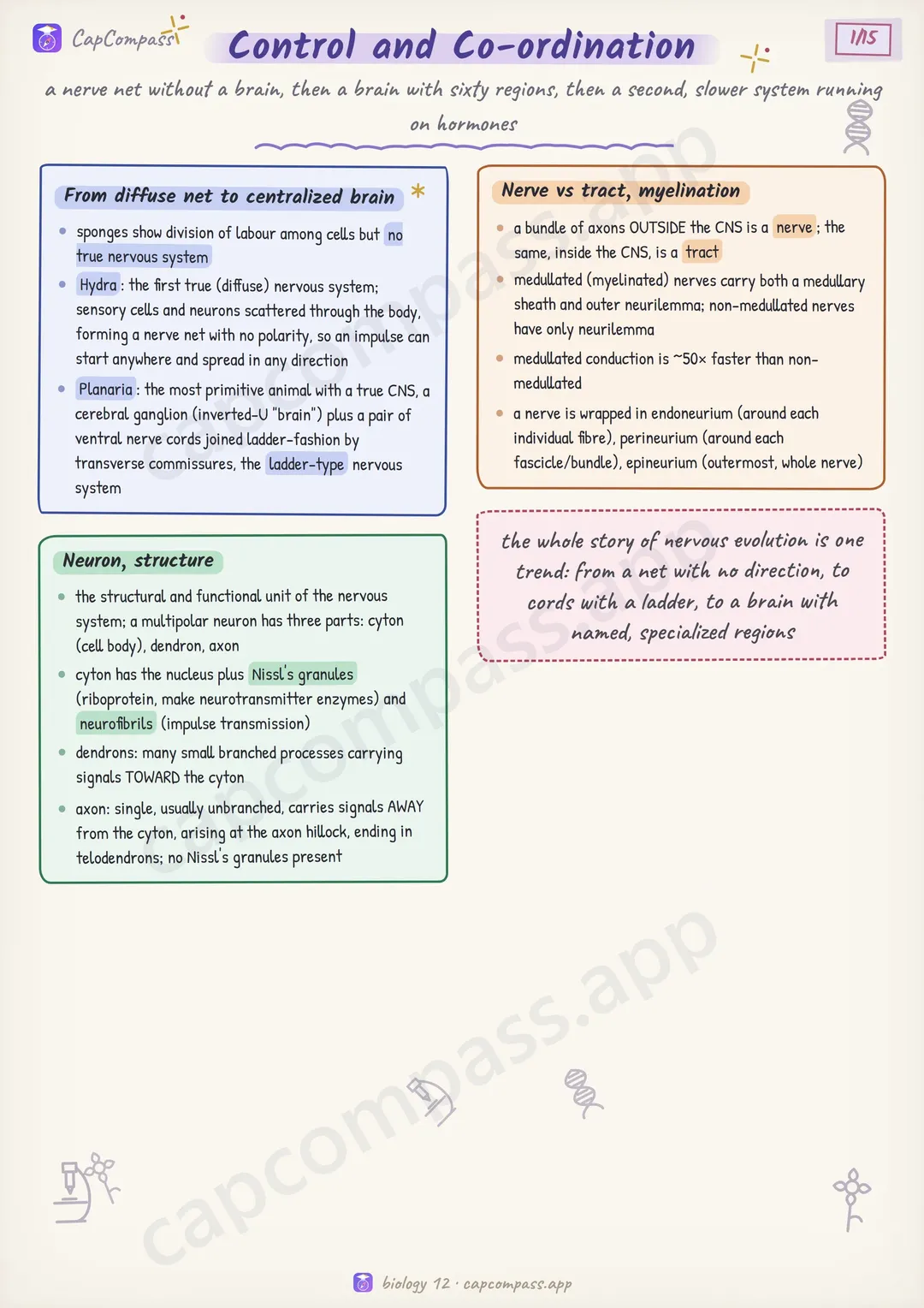Control and Co-ordination revision notes, page 1 of 15