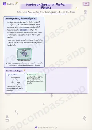 Photosynthesis in Higher Plants revision notes, page 1 of 4
