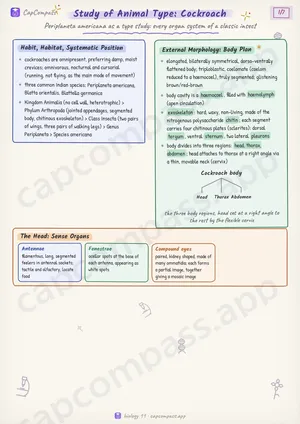 Study of Animal Type: Cockroach revision notes, page 1 of 7